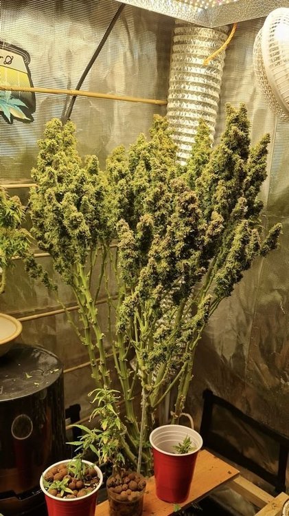 TS 1000 grow light-mars hydro.jpg