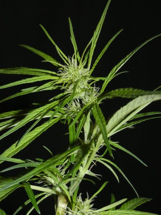 Kibungan Landrace Philipines.JPG