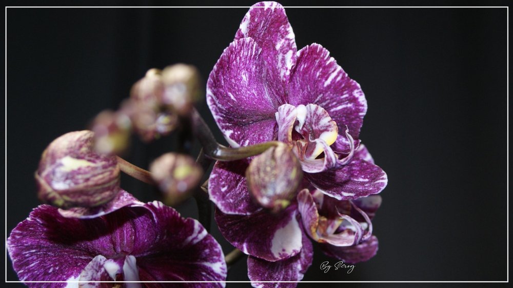 4360785_Orchide1FleureaJuin2021.thumb.jpg.1d68f9a91c5a0b9c96a85e4eefa2ef3f.jpg