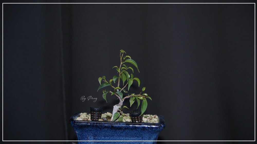 454561883_FicusBenjaminaAJuin2021.thumb.jpg.acafe261a265f479c01e3c22e01fee71.jpg