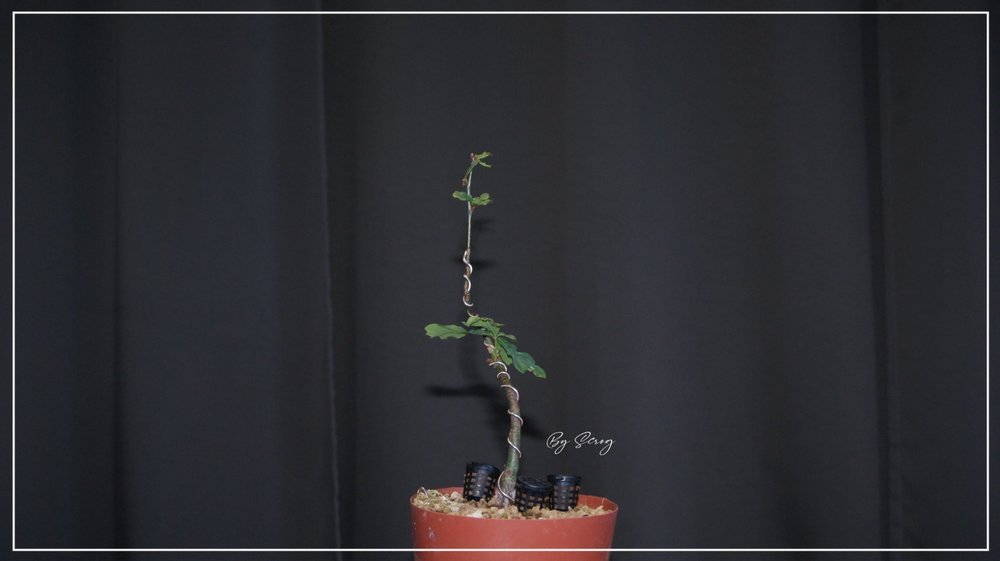 576938548_ChnepdonculerJuin2021.thumb.jpg.1908d604ab3ec9f2d5f05a1d853c2b63.jpg