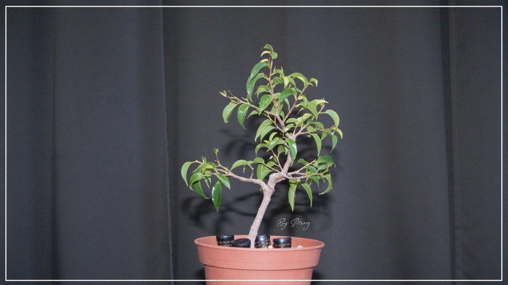 853464367_FicusBenjaminaBJuin2021.thumb.jpg.c076814ad97ad793d8515655333a8a3f.jpg