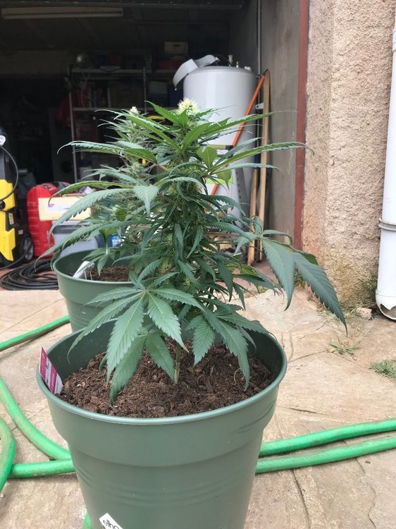 PH10 SKUNK.jpeg