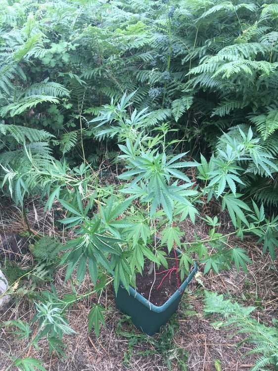 power flower