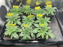 Chocolate Thainapple (True Canna Genetics) & Strawpicanna (Ono Seeds)