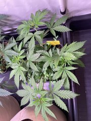 Strawpicanna - Oni Seeds