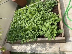 Bac à légumes 🍅 🌽 🥗