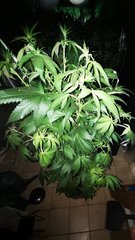 Tropicana 1bis.jpg