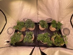 F+0 Lancement de la Floraison