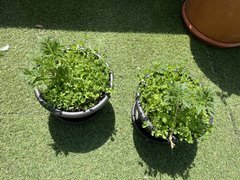 2 juin 2021 - Freakshow
