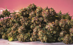 CL Bouquet 8