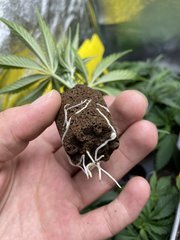 Strawpicanna #3