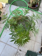La Marquise #1