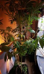 Tropicana P.jpg