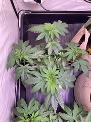 Strawpicanna - Oni Seeds