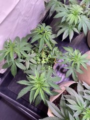 Strawpicanna - Oni Seeds