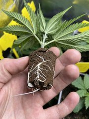 Strawpicanna #2