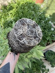 LM #1 - #rootporn