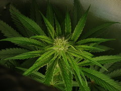 Peyote purple
