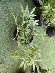 Gavlyn #3 Post LST