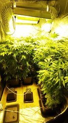 Tropicana cro+10semaines flo+5jrs (photo s'il y'a 1 semaine)
