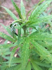 IMG_20210605_180358.jpg