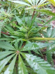 IMG_20210605_180640.jpg