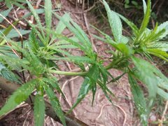IMG_20210605_180650.jpg