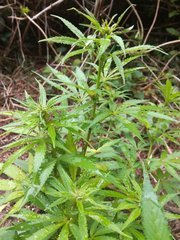 IMG_20210605_180656.jpg