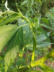 IMG_20210605_181516.jpg