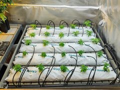 IMG_20210608_122637.jpg