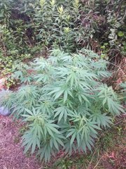 IMG_20210617_185944.jpg