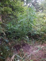 IMG_20210617_190211.jpg