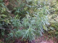IMG_20210617_190220.jpg