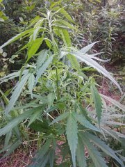 IMG_20210617_190303.jpg