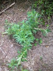 IMG_20210617_190344.jpg