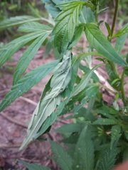IMG_20210617_190425.jpg