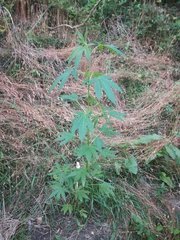 IMG_20210617_190656.jpg