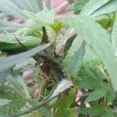 IMG_20210617_202556.jpg