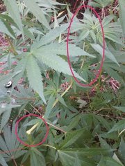 IMG_20210617_202844.jpg