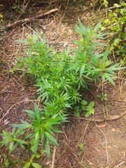 IMG_20210620_102449_1.jpg