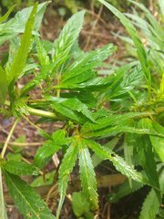 IMG_20210620_102633.jpg