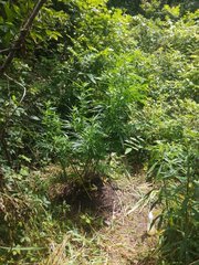 IMG_20210620_102746.jpg