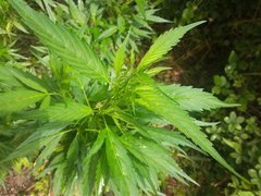 IMG_20210620_102821.jpg
