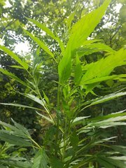 IMG_20210620_102836.jpg