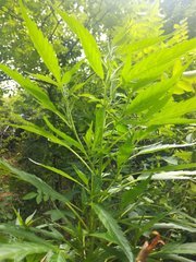 IMG_20210620_102842.jpg