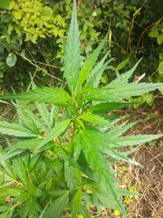 IMG_20210620_102852.jpg