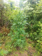 IMG_20210620_102912.jpg