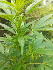 IMG_20210620_102941.jpg