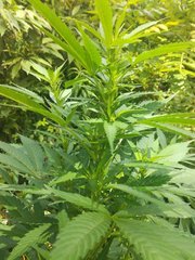 IMG_20210620_103228.jpg
